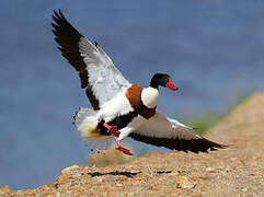 Common Shelduck