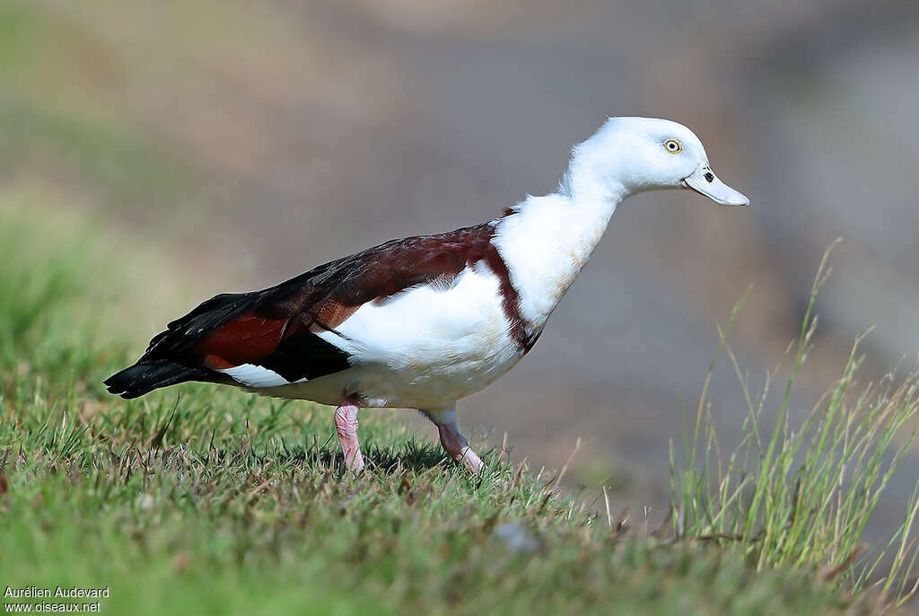 Tadorne radjahadulte, identification