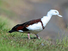 Raja Shelduck