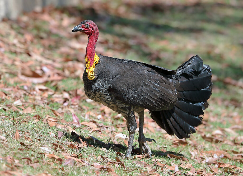 Australian Brushturkey, identification