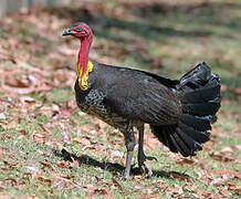 Australian Brushturkey