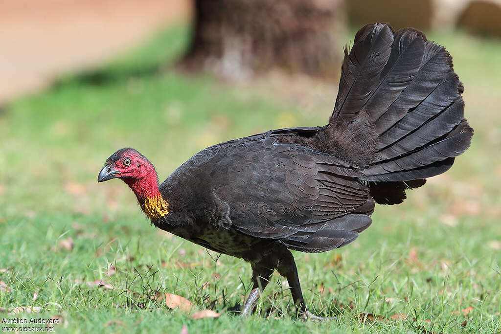 Australian Brushturkeyadult, identification