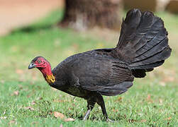 Australian Brushturkey