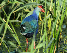 Grey-headed Swamphen