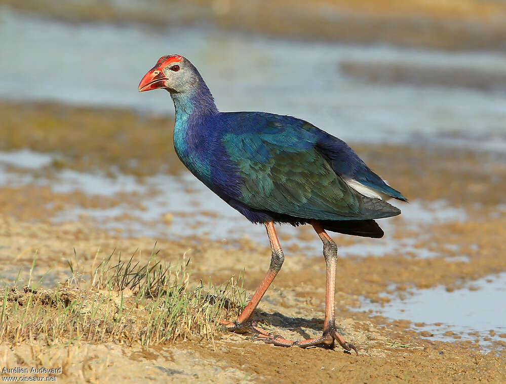 Grey-headed Swamphenadult breeding, identification