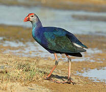 Grey-headed Swamphen