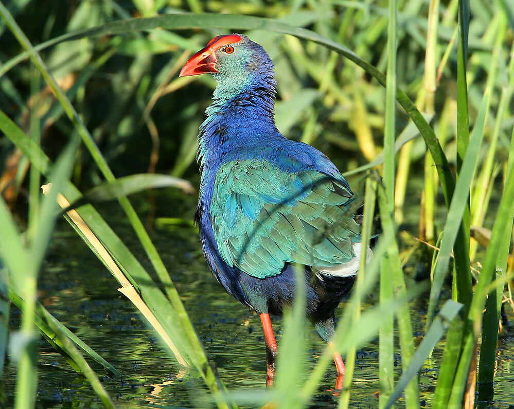 Talève à tête griseadulte internuptial, identification