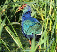 Grey-headed Swamphen