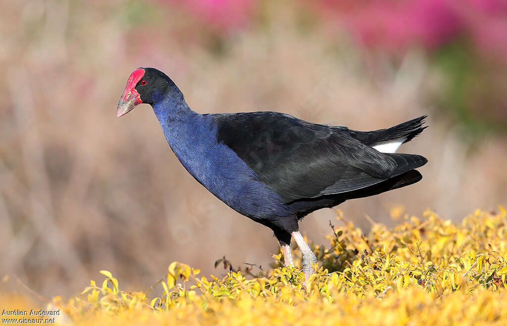 Talève australeadulte, identification