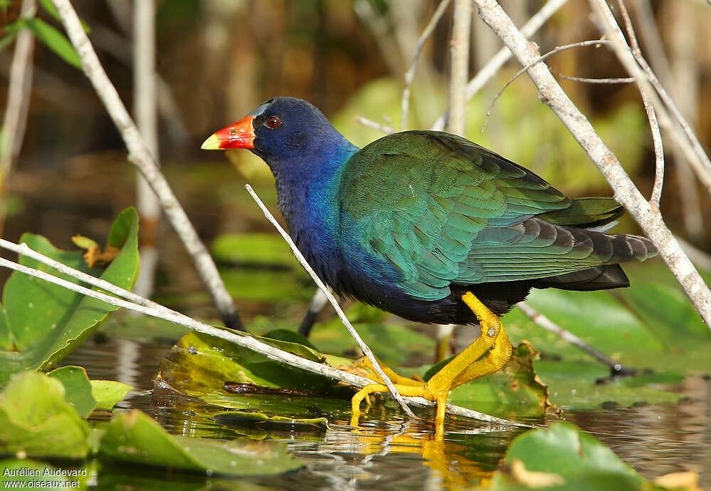 Purple Gallinuleadult breeding, identification