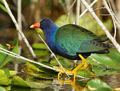 Purple Gallinule