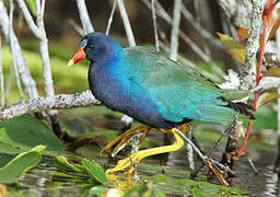 Purple Gallinule