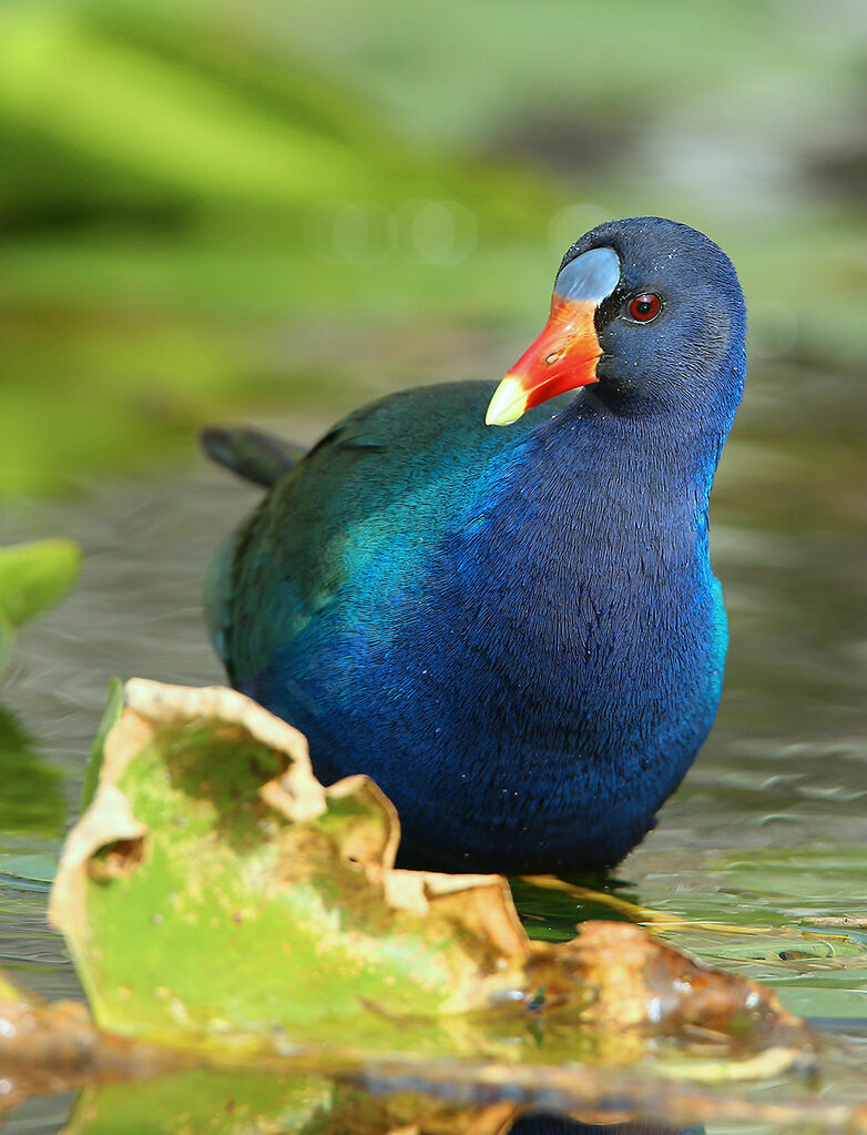 Purple Gallinule, identification