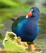 Purple Gallinule