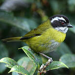 Tangara à sourcils brisés