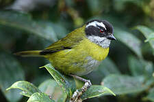 Tangara à sourcils brisés