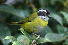Tangara à sourcils brisés