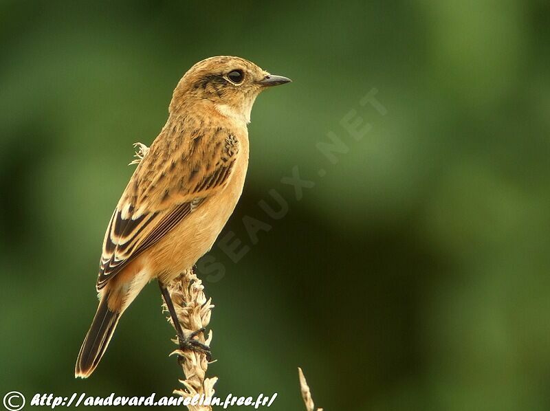 Tarier de Sibérie, identification