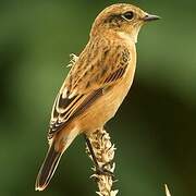 Siberian Stonechat