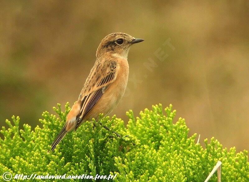 Tarier de Sibérie1ère année, identification