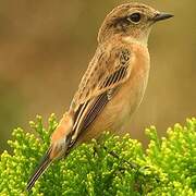 Siberian Stonechat