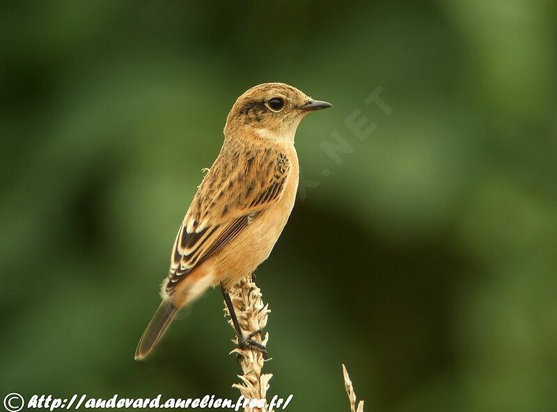 Siberian Stonechatjuvenile