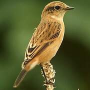 Siberian Stonechat