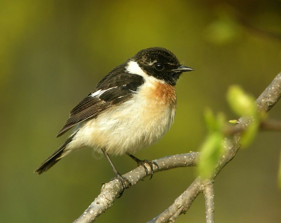 Siberian Stonechat