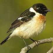 Siberian Stonechat