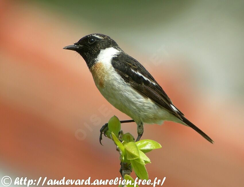 Tarier de Sibérie, identification