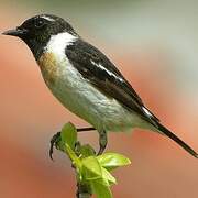 Siberian Stonechat