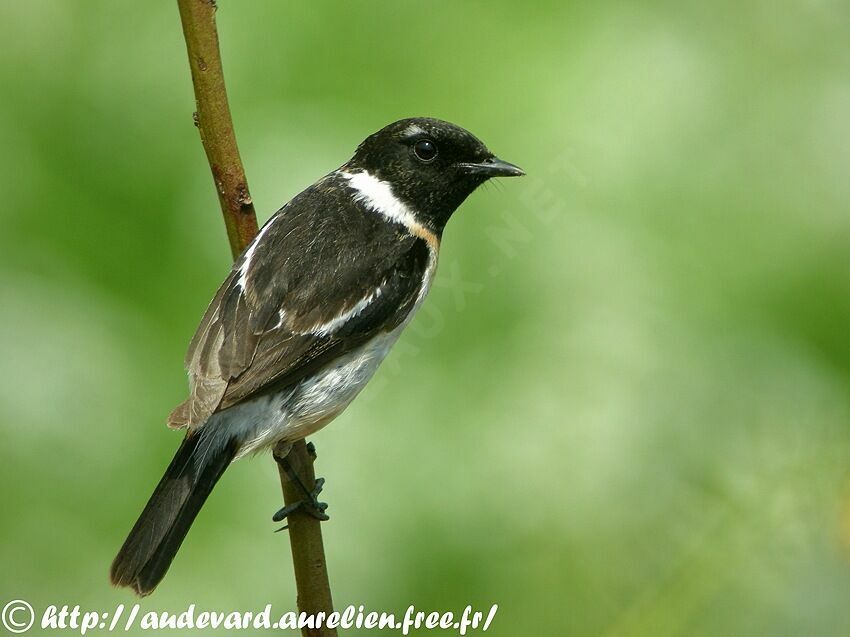 Siberian Stonechat male adult breeding