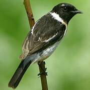 Siberian Stonechat