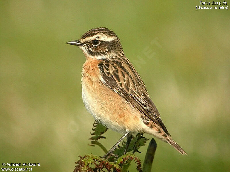 Whinchat