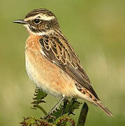 Whinchat