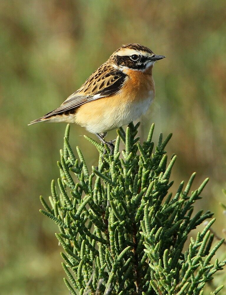 Whinchat male adult breeding