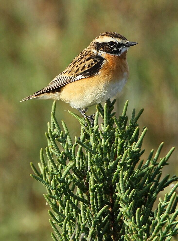 Whinchat male adult