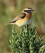 Whinchat