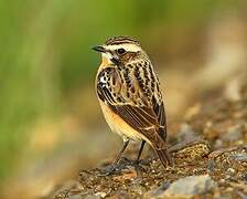 Whinchat