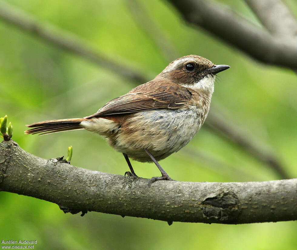 Tarier gris femelle, identification