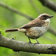 Grey Bush Chat