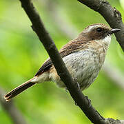 Grey Bush Chat