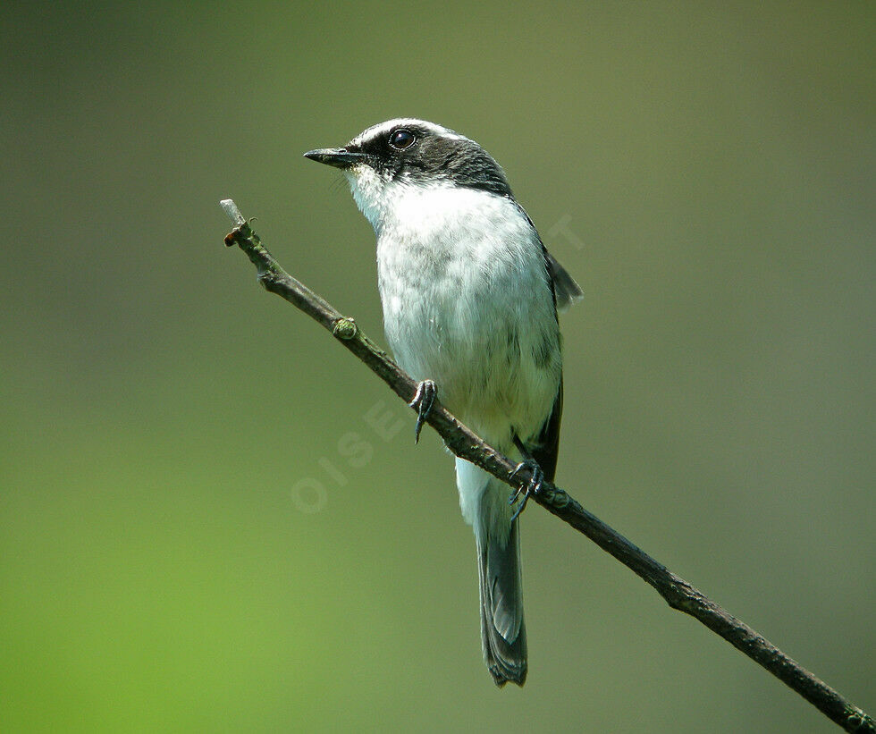 Grey Bush Chat male adult breeding