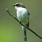 Grey Bush Chat