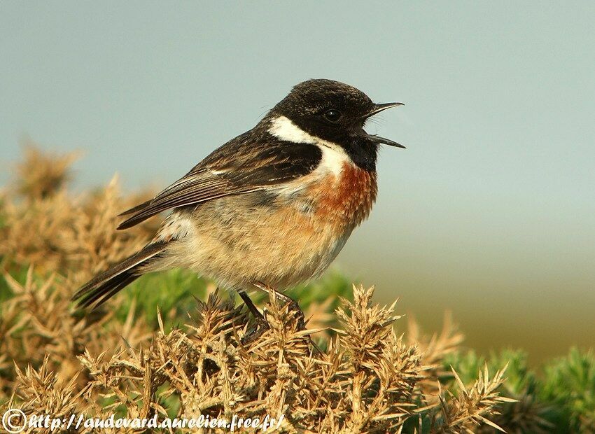 European Stonechat male adult breeding