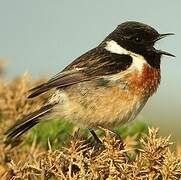 European Stonechat