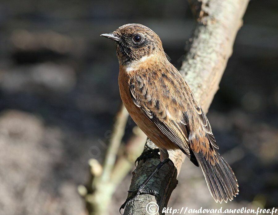 European Stonechat