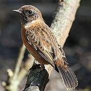 European Stonechat