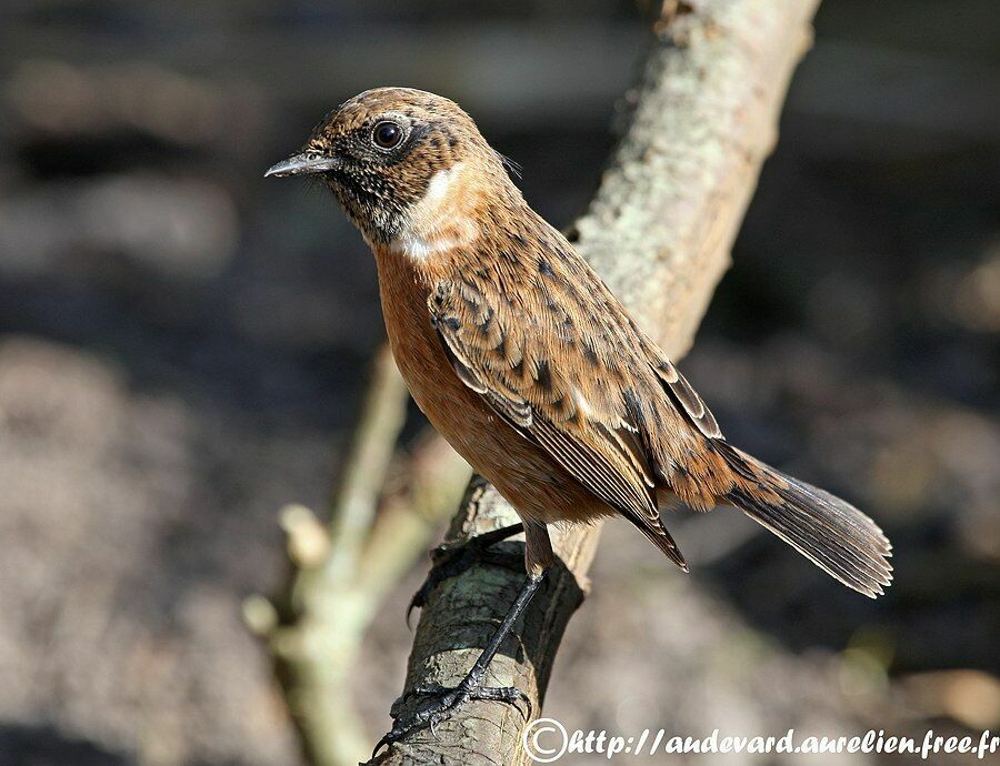 European Stonechat male First year