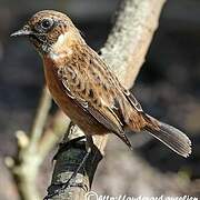 European Stonechat